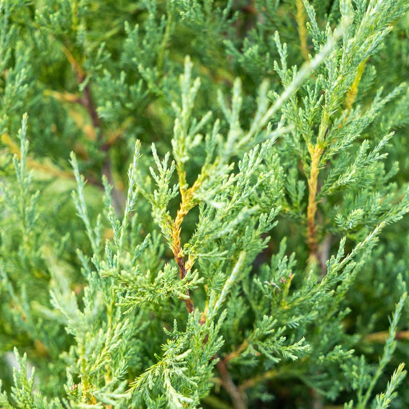 Taylor Juniper