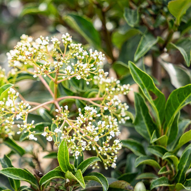 Recurve Ligustrum