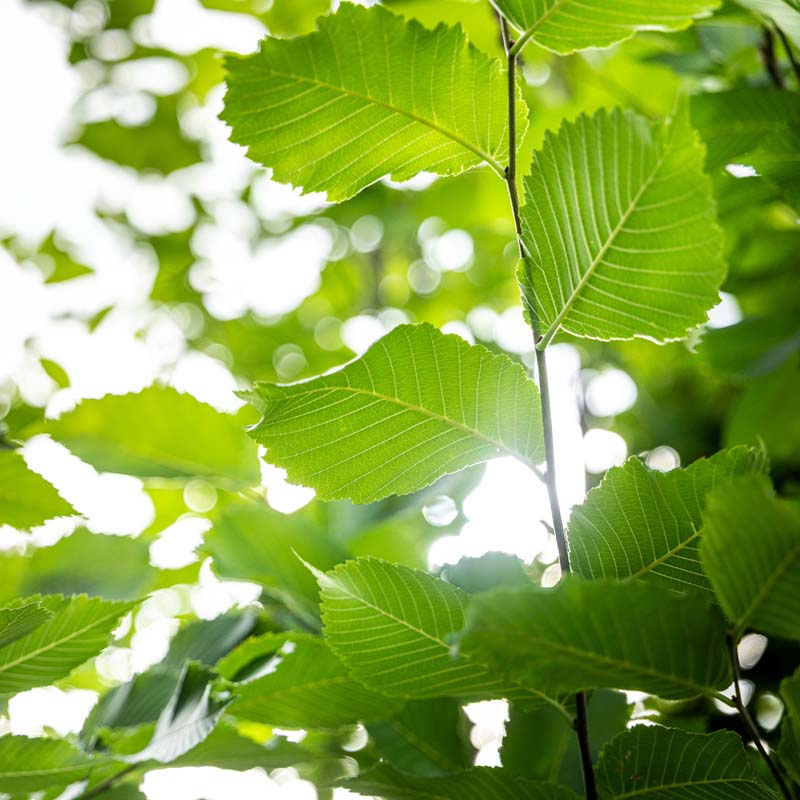 Princeton Elm
