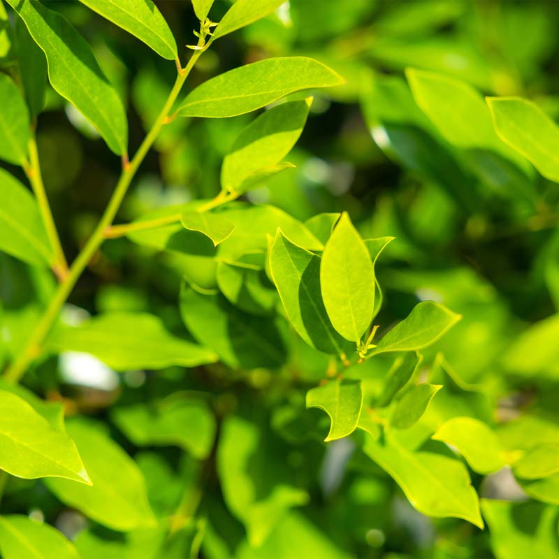 Cherry Laurel