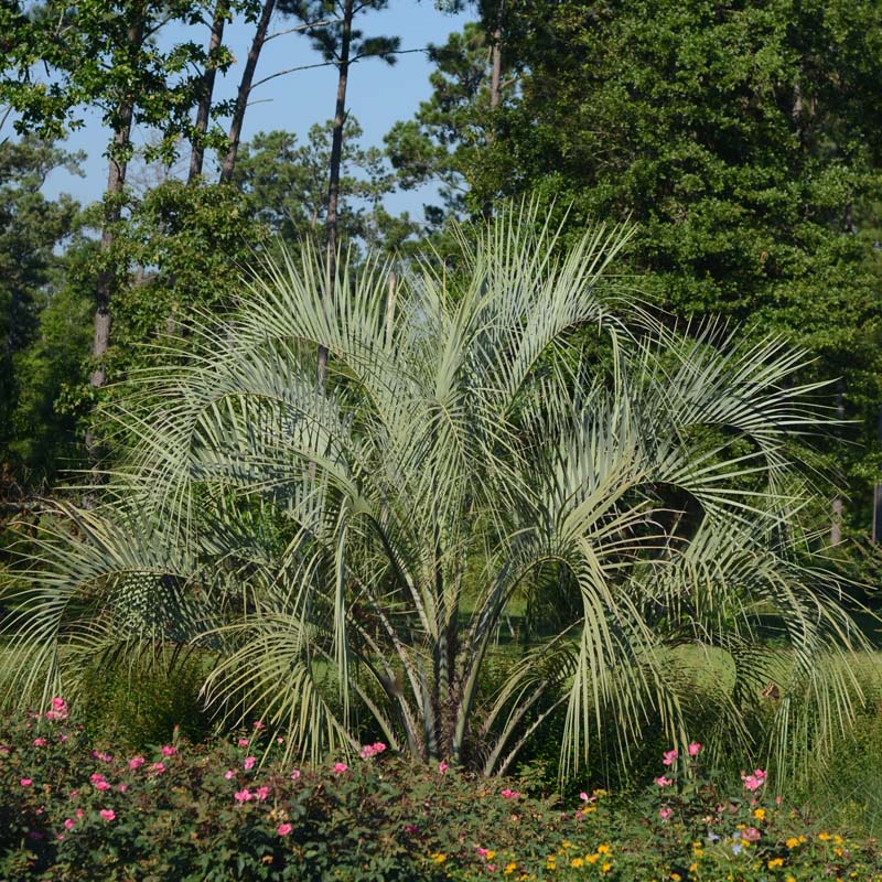 Pindo Palm