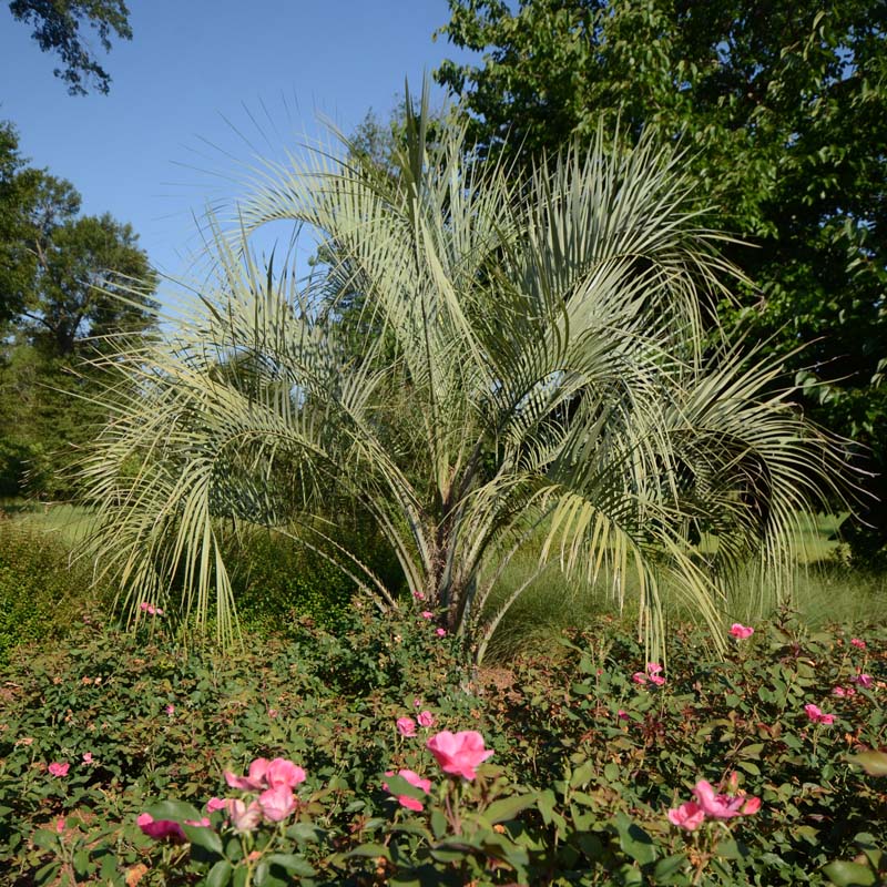 Pindo Palm
