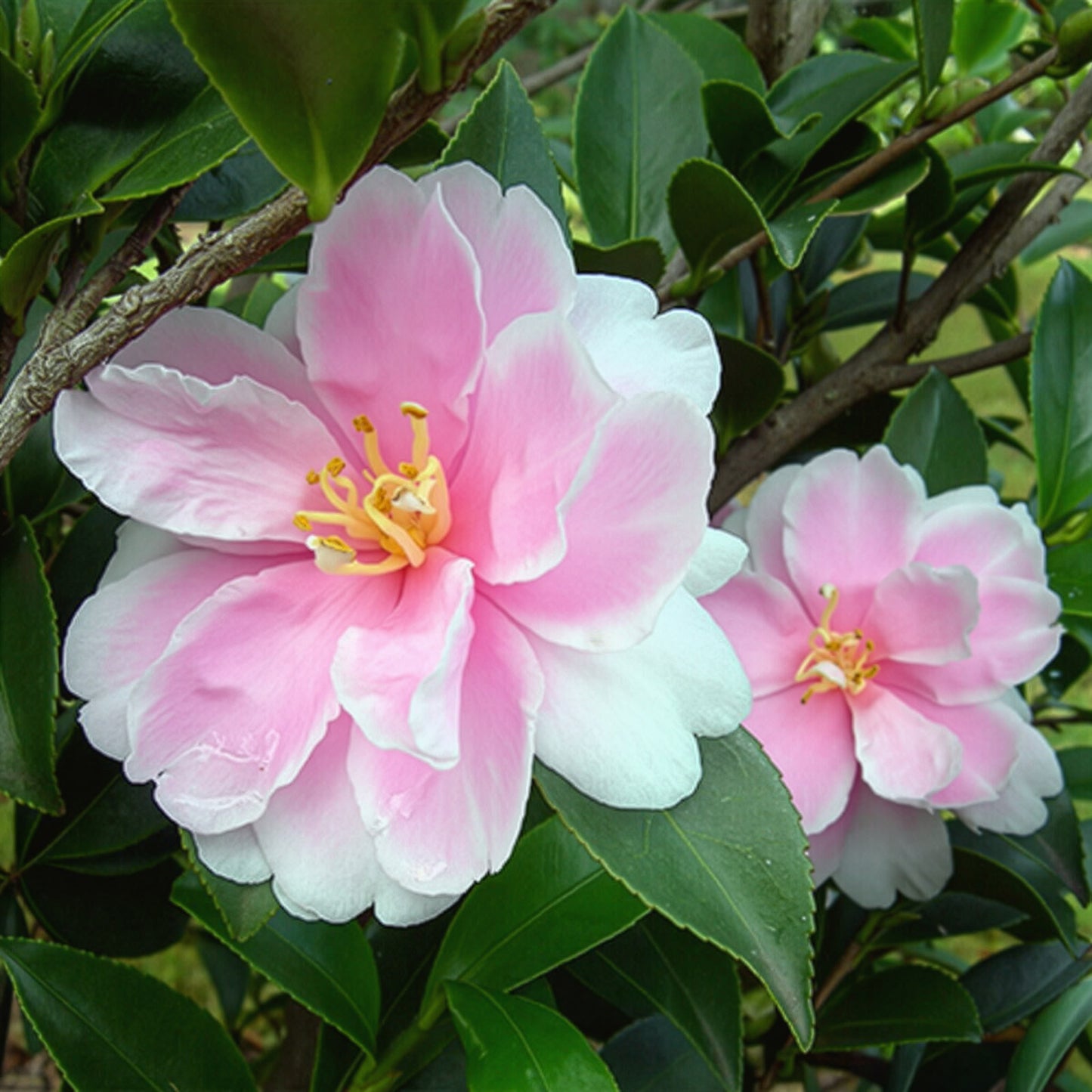 Moonshadow Espalier (White/Pink Edge)