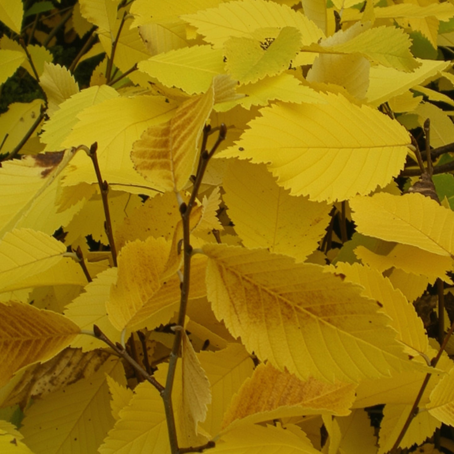 Princeton Elm