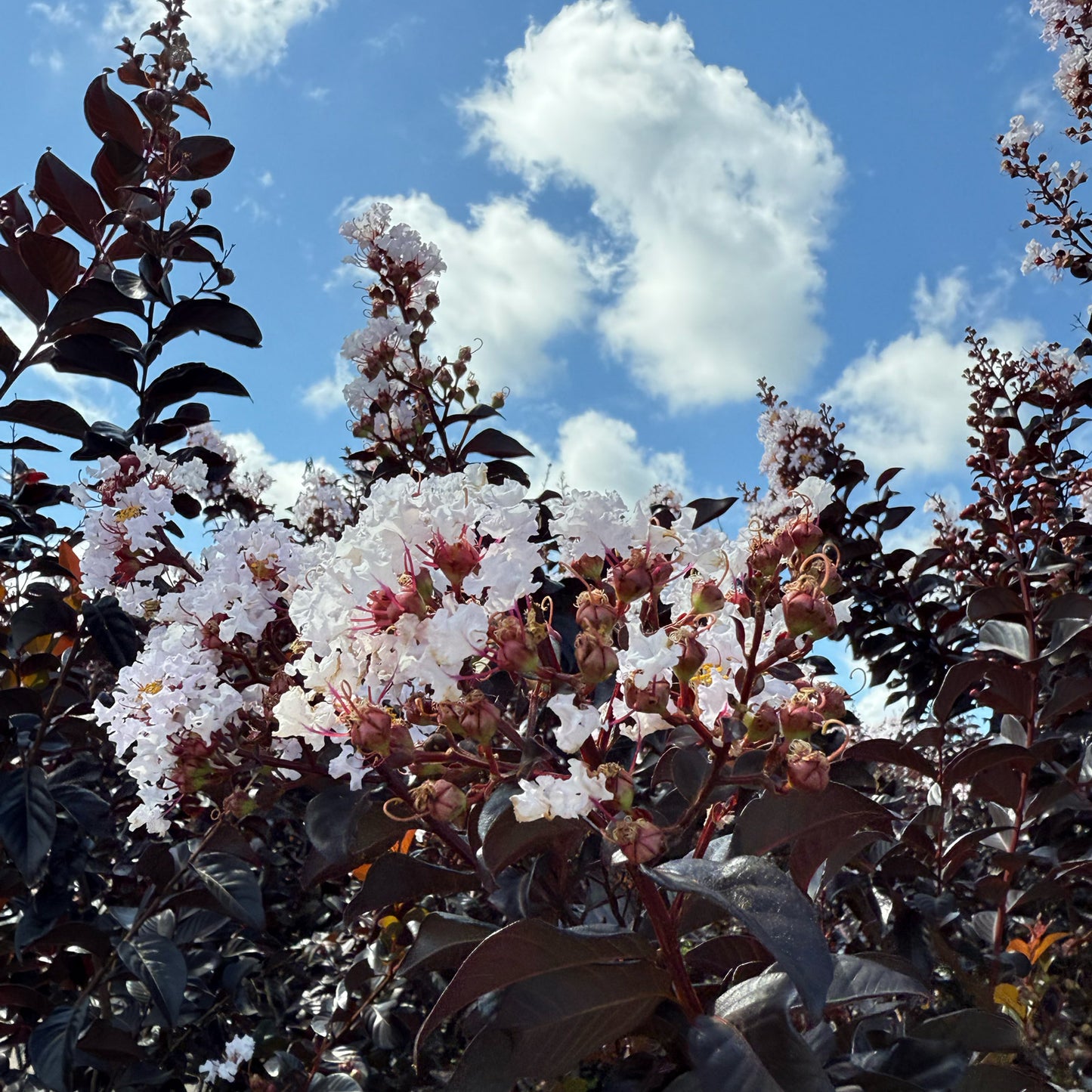 Thunderstruck™ Ruby Crape Myrtle