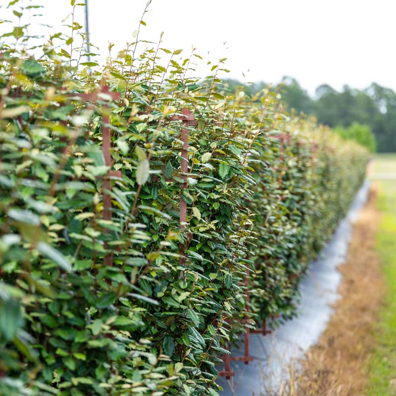 Elaeagnus Espalier
