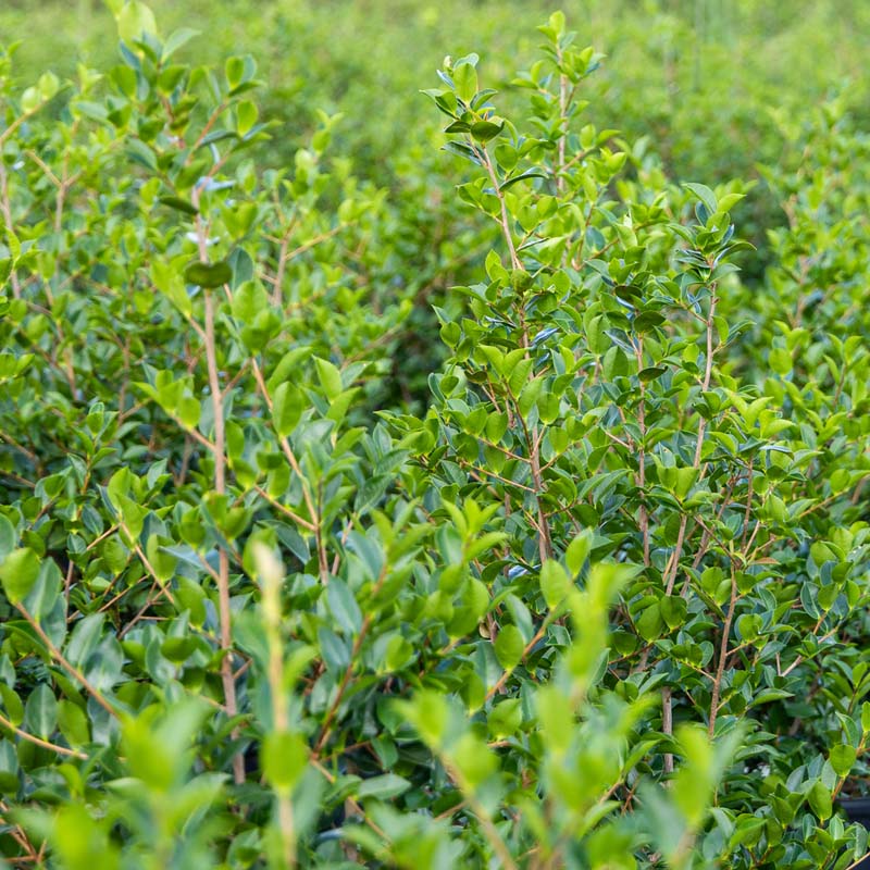 Wax Ligustrum
