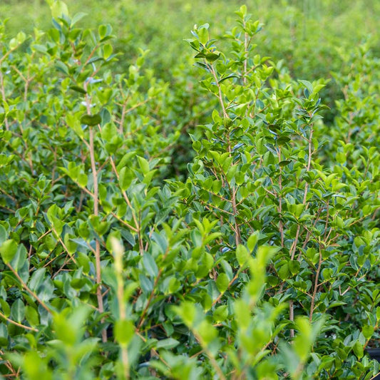 Wax Ligustrum