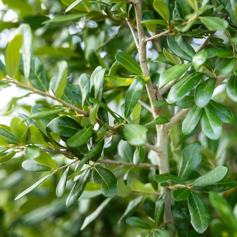 Live Oak