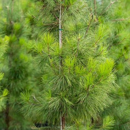 Loblolly Pine
