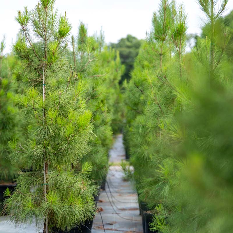 Loblolly Pine
