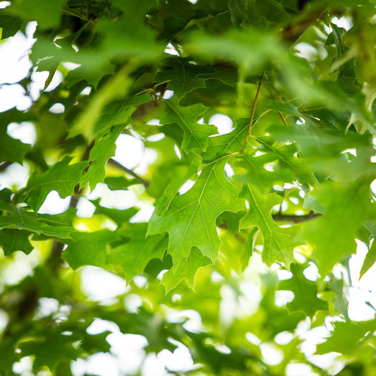 Shumard Oak