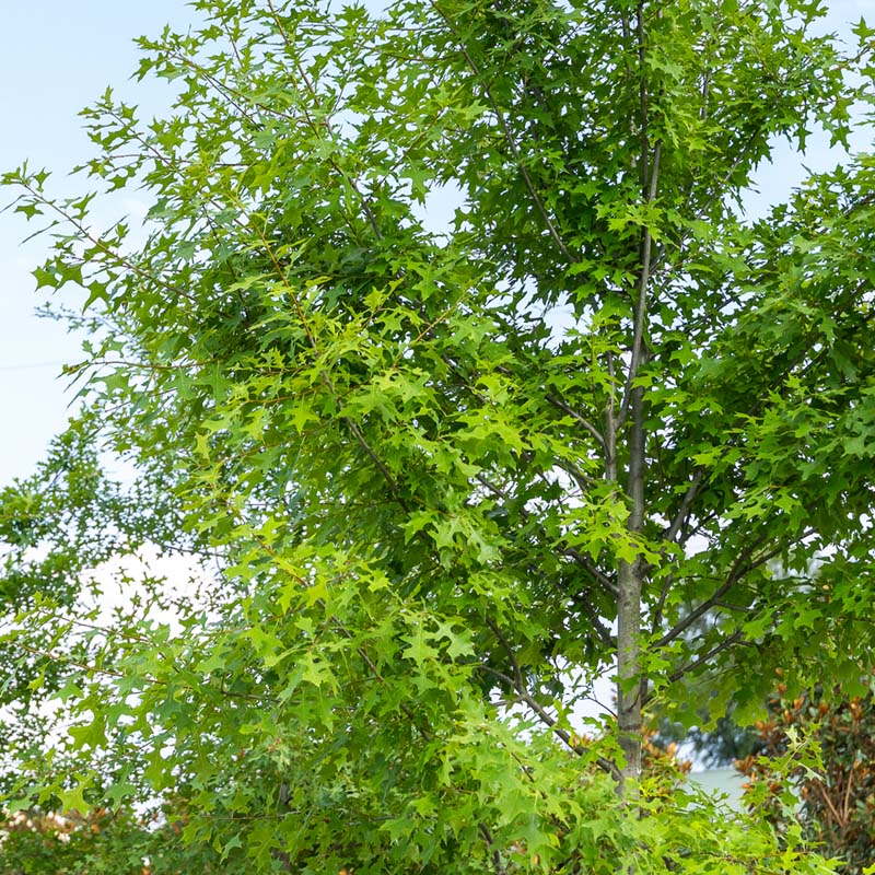 Shumard Oak