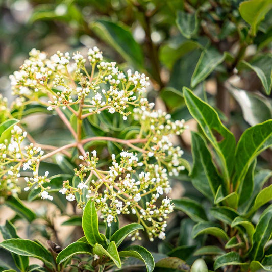 Recurve Ligustrum
