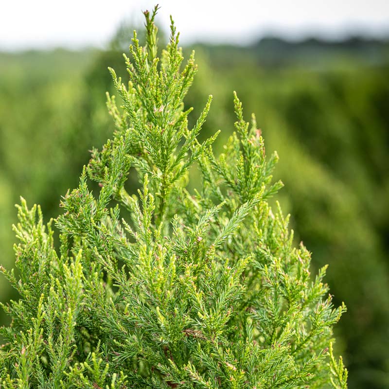 Fuzzy Wuzzy™ Eastern Red Cedar