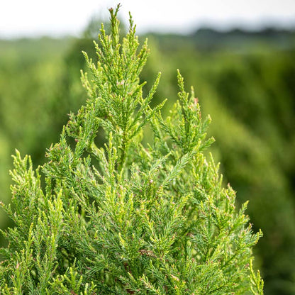 Fuzzy Wuzzy™ Eastern Red Cedar