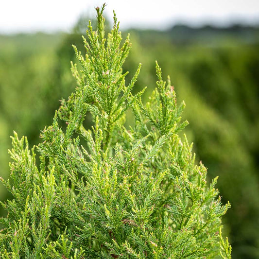 Fuzzy Wuzzy™ Eastern Red Cedar