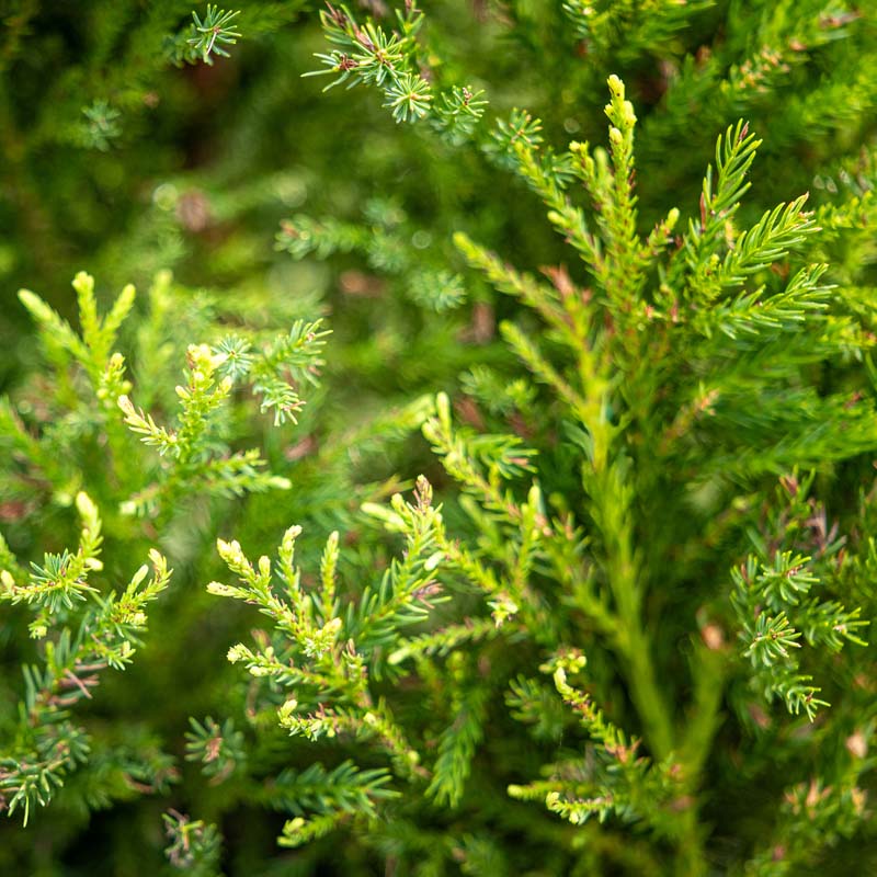 Fuzzy Wuzzy™ Eastern Red Cedar