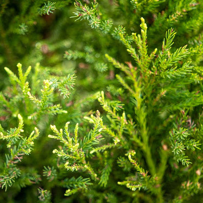 Fuzzy Wuzzy™ Eastern Red Cedar