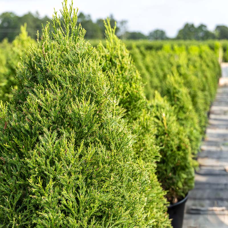 Fuzzy Wuzzy™ Eastern Red Cedar