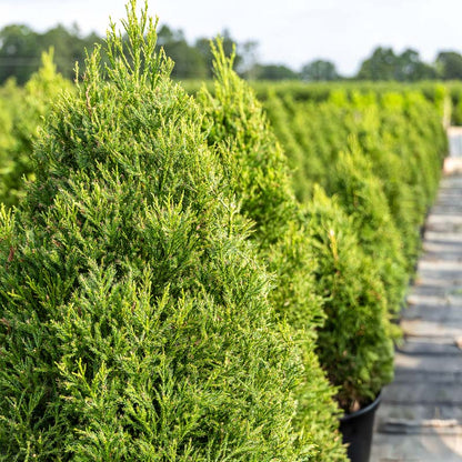 Fuzzy Wuzzy™ Eastern Red Cedar