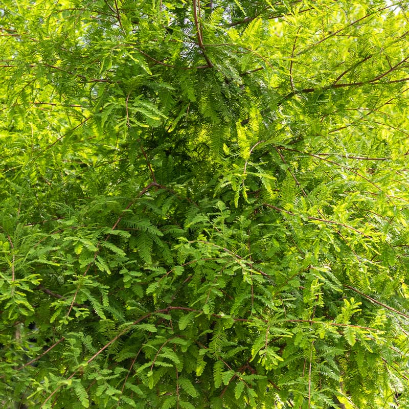 Bald Cypress