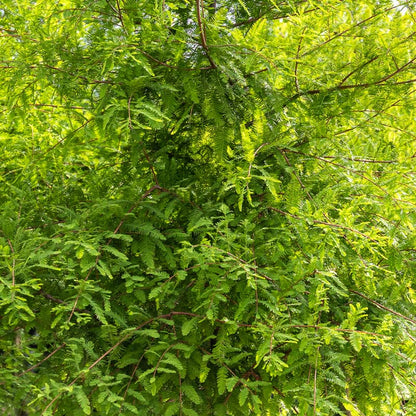 Bald Cypress