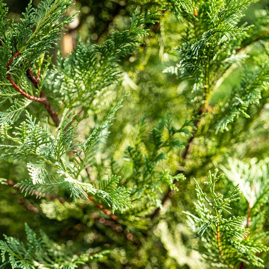 Leyland Cypress