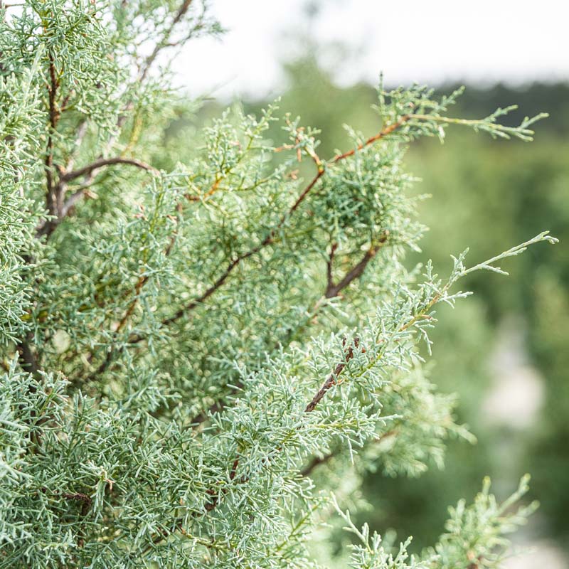 Arizona Cypress