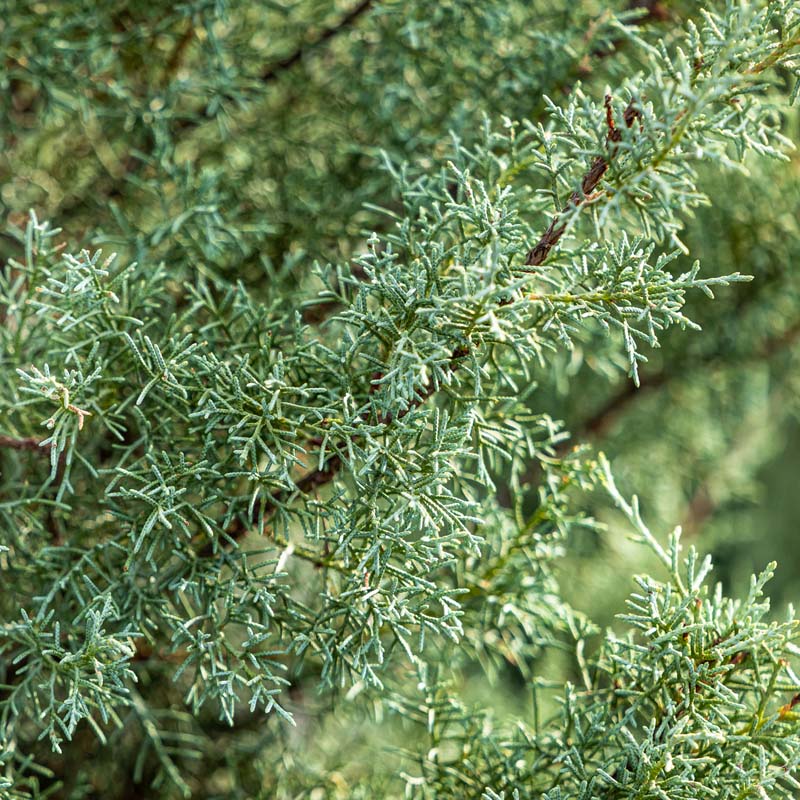 Arizona Cypress