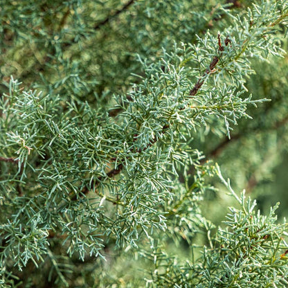 Arizona Cypress