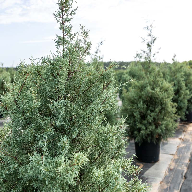Arizona Cypress