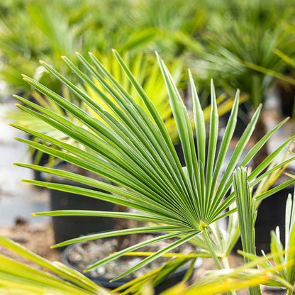 Windmill Palm