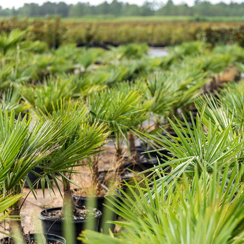 Windmill Palm