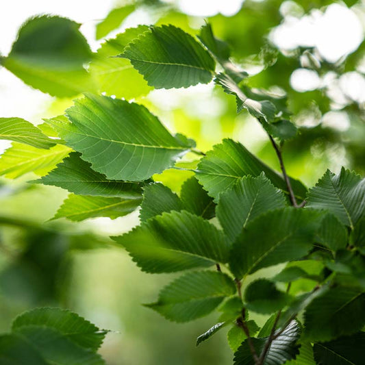 Princeton Elm