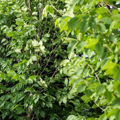 Princeton Elm