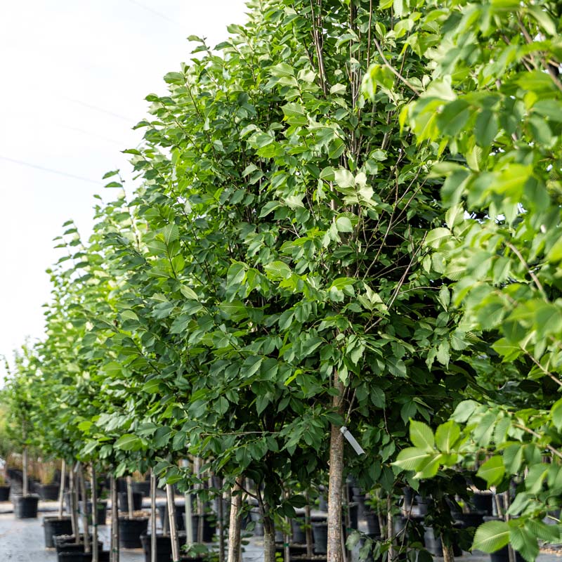 Princeton Elm
