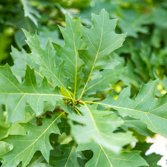 Nuttall Oak