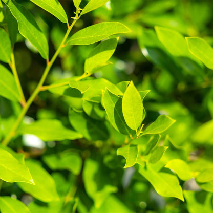 Cherry Laurel