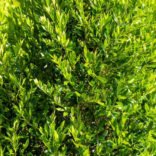Cherry Laurel