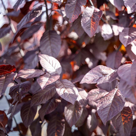 KV Purple Plum