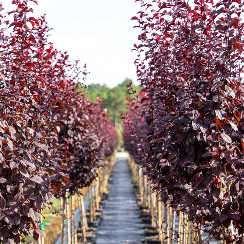 KV Purple Plum
