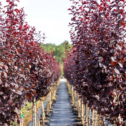 KV Purple Plum