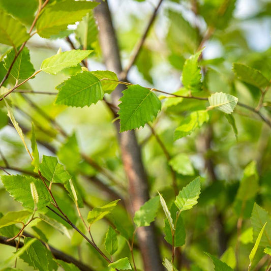 Dura Heat® River Birch