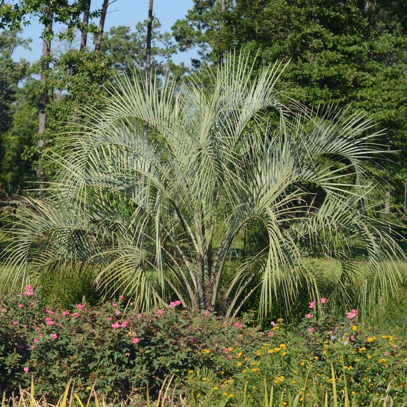 Pindo Palm