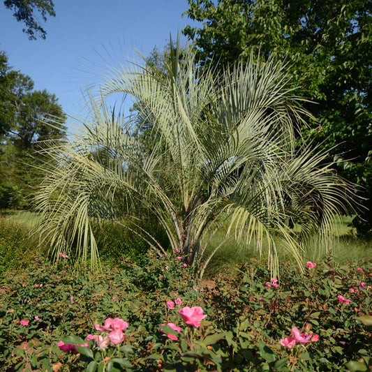 Pindo Palm