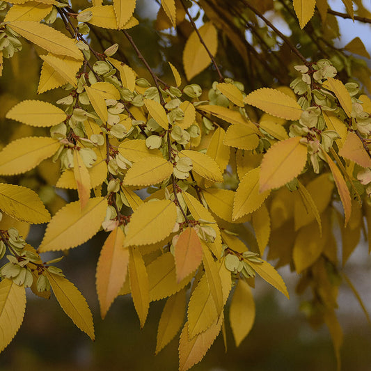 Bosque Elm
