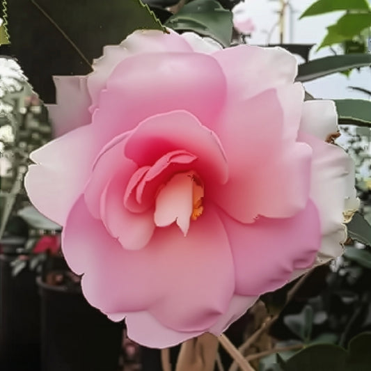 Dream Weaver Sasanqua Espalier (Pink)