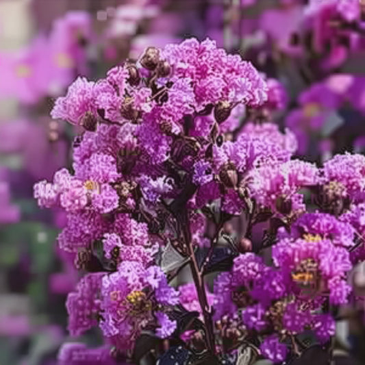 Miss Gail (Purple)