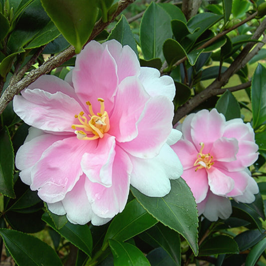 Moonshadow Espalier (White/Pink Edge)
